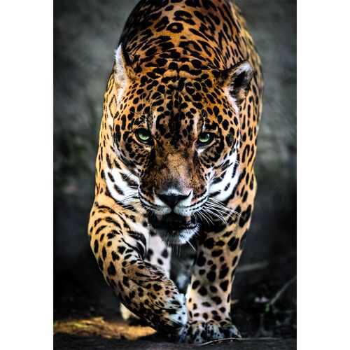 High Quality Walk of the Jaguar puzzle 1000pcs